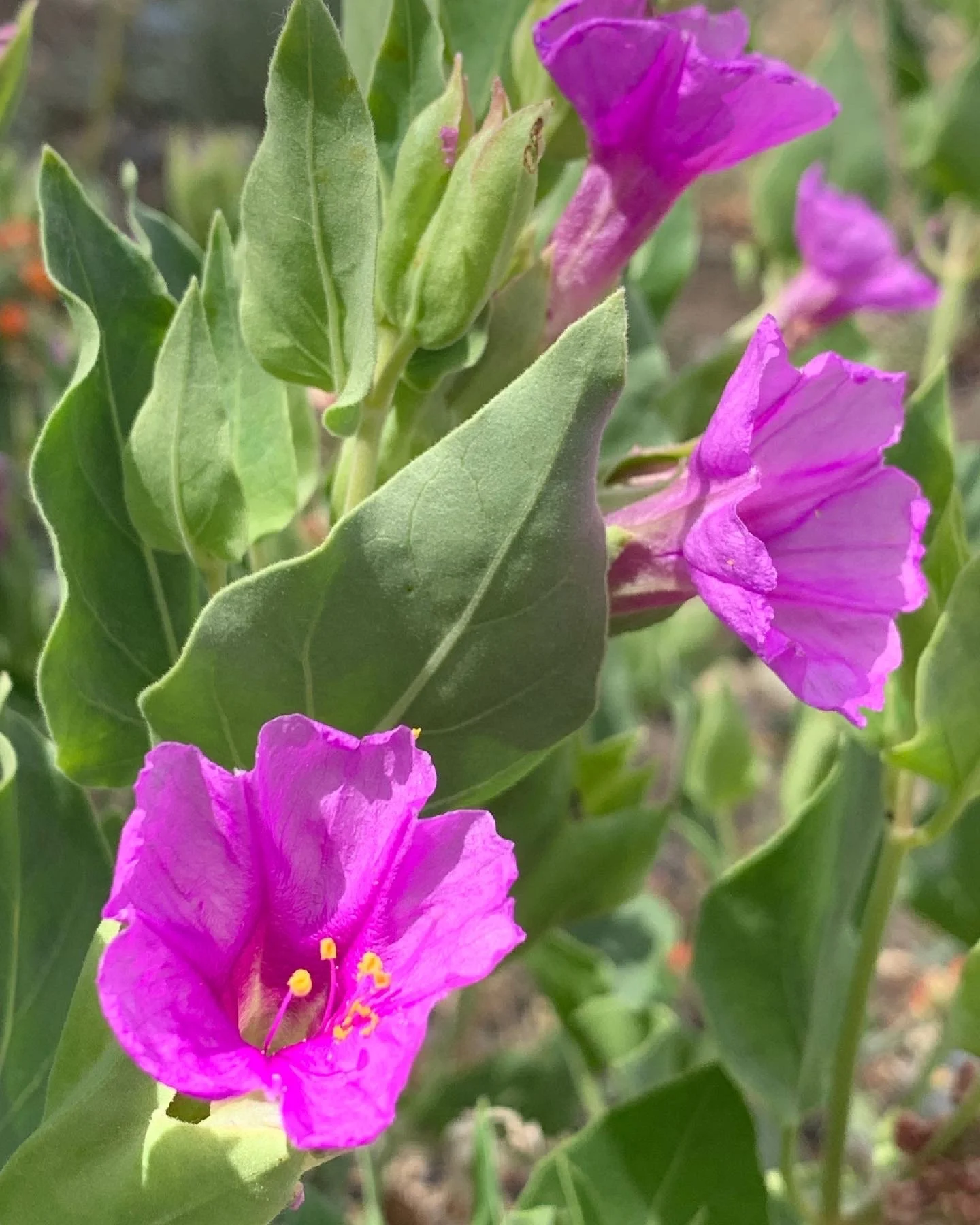 Desert 4 O'Clock — Tapteal Native Plants